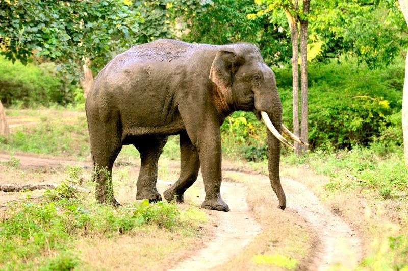 Rijke flora en fauna van Karnataka