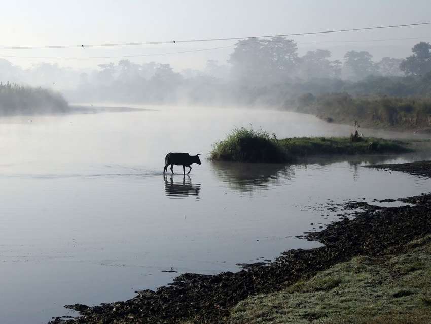 Chitwan national park<br>