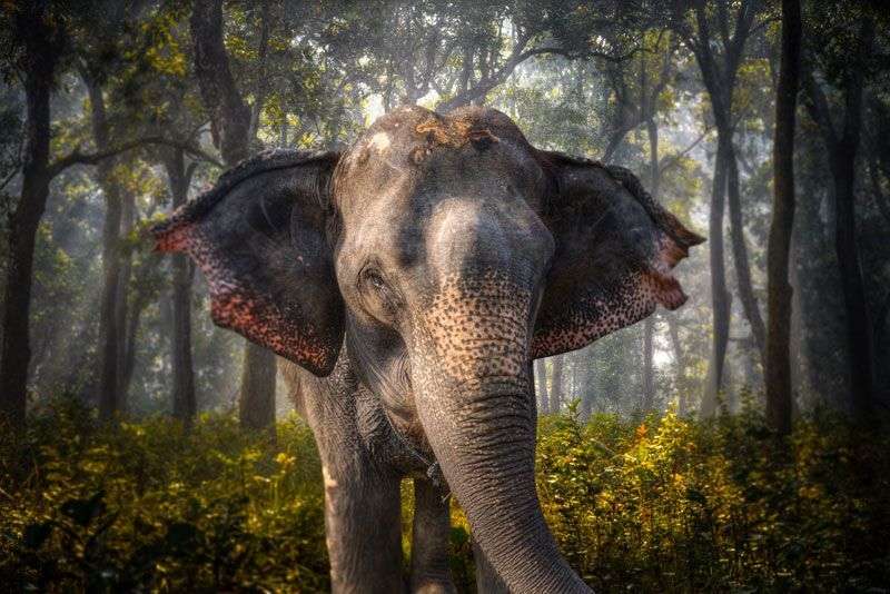 Tijdens de safari heb je kans om olifanten te spotten<br>
