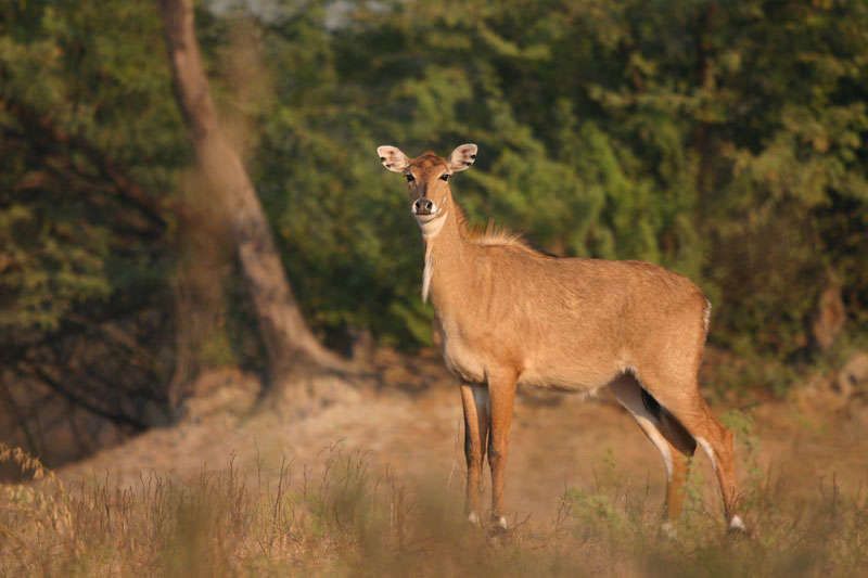 Wilde dieren spotten in Little Rann of Kutch Sanctuary<br>