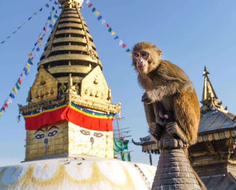 Apen zul je tijdens je rondreis in Nepal vast tegen komen! <br>