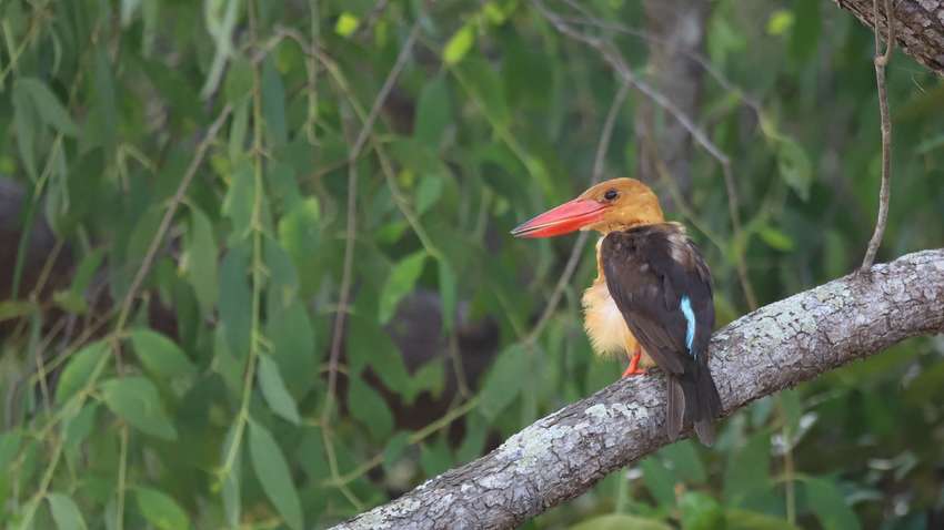 Een IJsvogel in Bhitarkanika National Park