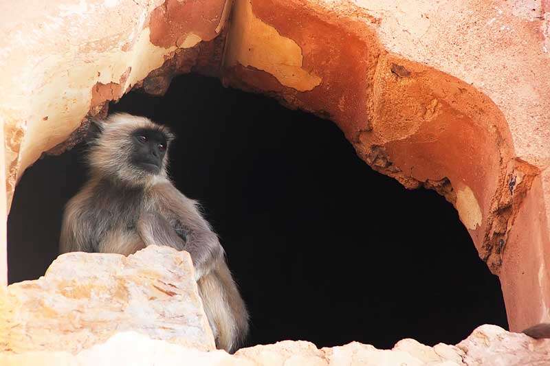 Een van de vele aapjes bij Taragarh Fort<br>
