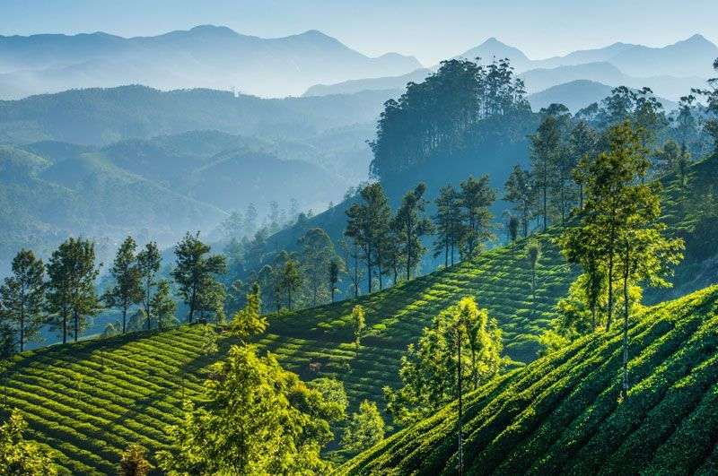 De groene omgeving bij Darjeeling<br>