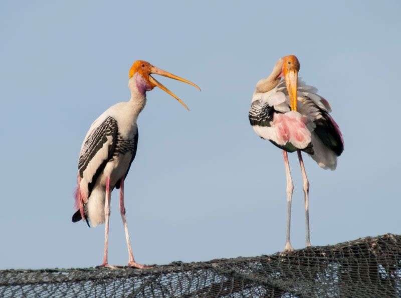 Chilika lagune<br>