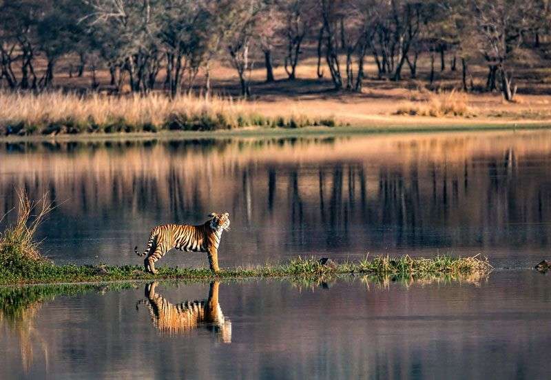 Tijgers spotten in Ranthambore