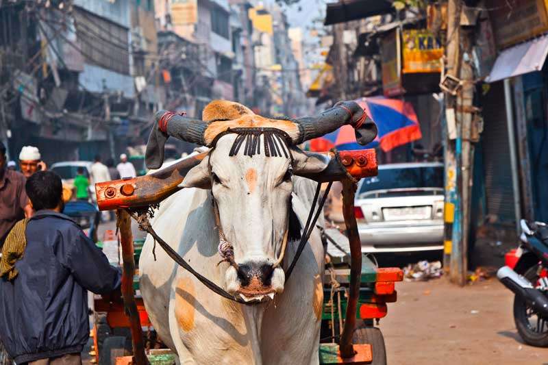 Welkom in Delhi!<br>